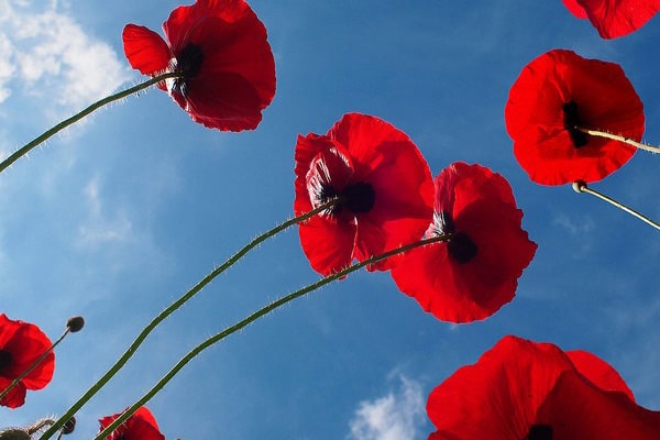 زمان کاشت گل شقایق